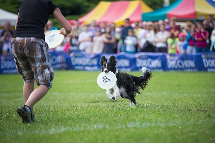 DOG CHOW DISC CUP w najbliższy&nbsp;weekend