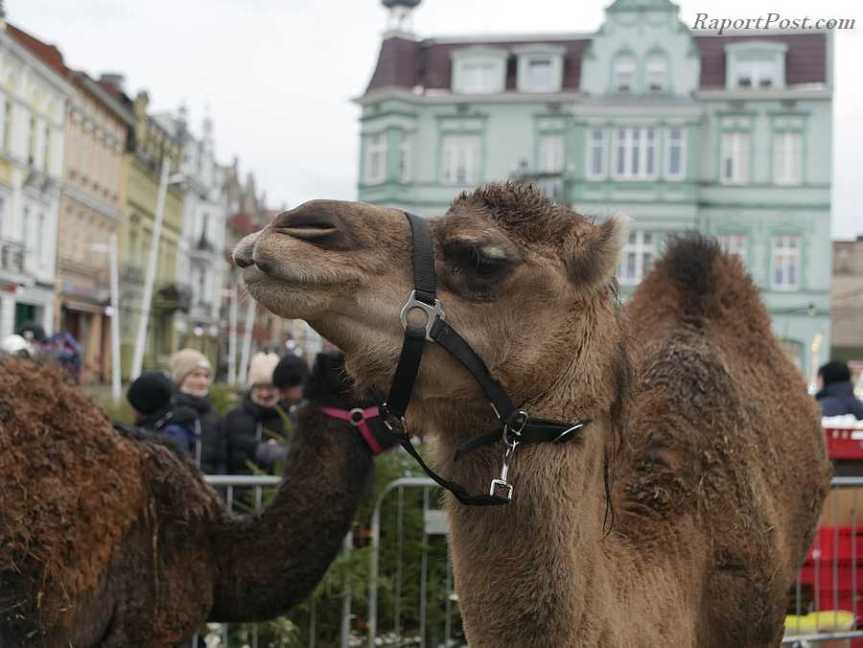 W Świnoujściu Święto Trzech Króli z żywą&nbsp;szopką